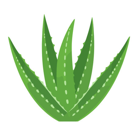 Aloe vera succulent herbaceous plant icon. It is used in medicine and the perfume and cosmetic industry. Vector illustration isolated on a white background.のイラスト素材