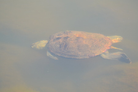 snapping turtle swimmingの写真素材