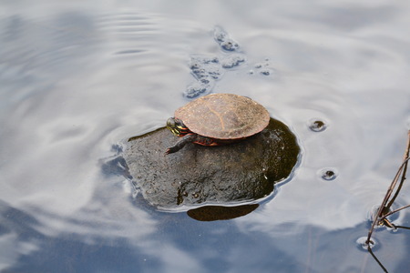 turtle on rockの写真素材