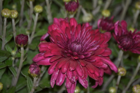 close up of mum flowersの写真素材