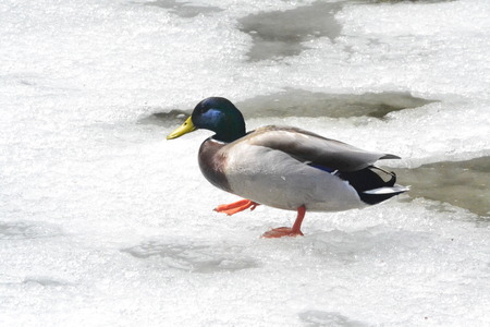 duck on snowy pondの写真素材