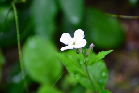 close up of white flowerの写真素材