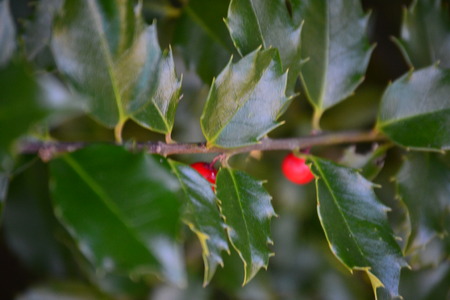 close up of treeの写真素材