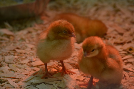 baby chickの写真素材