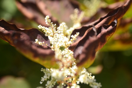 close up of leavesの写真素材