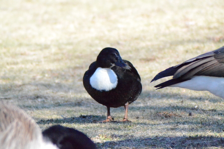 black and white female duckの写真素材