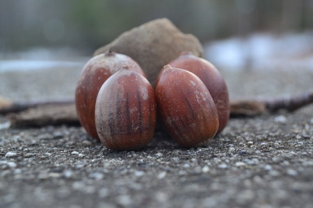 close up of walnutsの写真素材