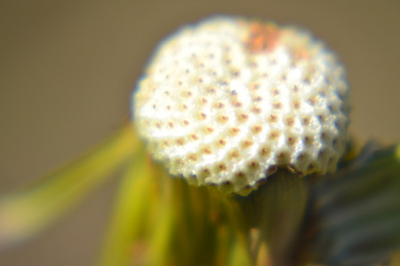close up of dandelionの写真素材
