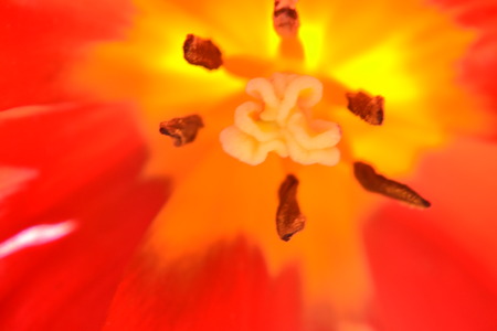 close up of tulipeの写真素材