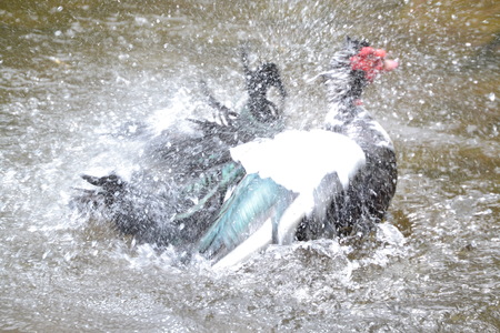 close up of muscovy cleaning himselfの写真素材