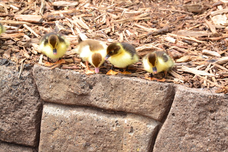 close up of muscovy babiesの写真素材