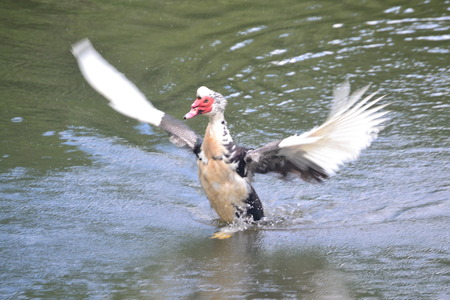 muscovy duckの写真素材