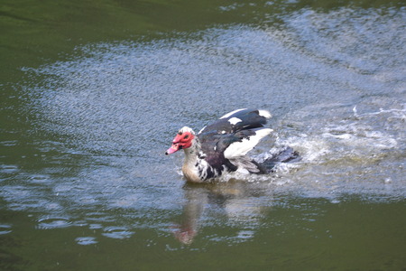 muscovy duckの写真素材