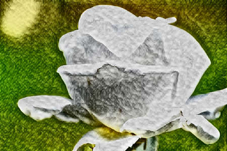 beautiful close up of Rose of all colors oil and watercolorの写真素材