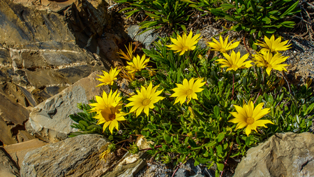 beautiful yellow flower grow by the rockの写真素材
