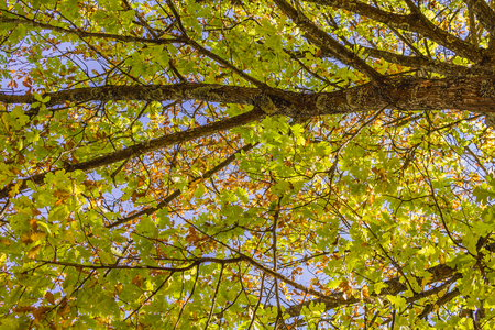 vibrant color of maple leaves in autumnの写真素材