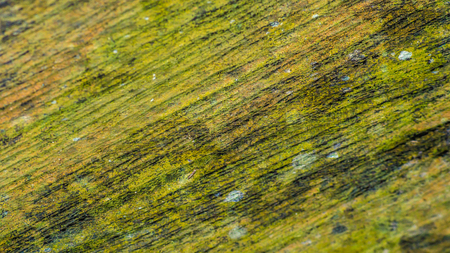texture of the surface of the mossy plank of the woodの写真素材