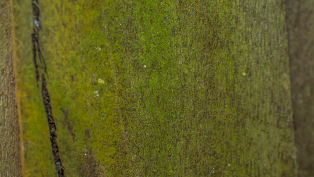 colorful wooden board with moss and lichenの写真素材