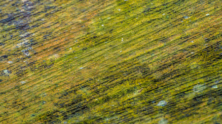 colorful wooden board with moss and lichenの写真素材
