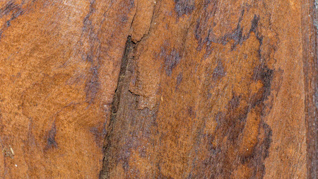 decorative pattern of wood panelの写真素材