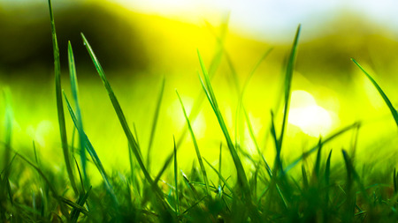 detail look of green grass with yellow vivid backgroundの写真素材