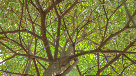 tree canopy with light green leaves looked from belowの写真素材