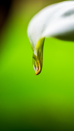 dew on the tip of white flower with green blurred backgroundの写真素材
