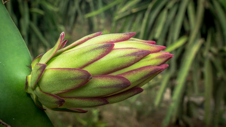 detail of dragon fruit flower in the plantationの写真素材