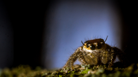 jumping spider crawling on mossy trunk of the wood with blurred background
