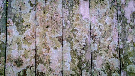 Decorative weathered wood fence with chipped paint and colorful mossの写真素材