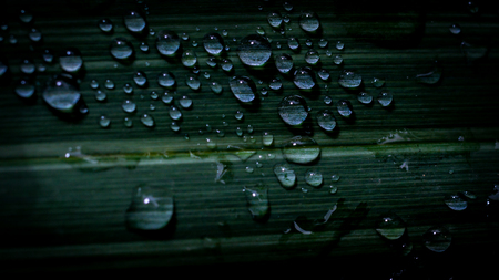 detail look of Water droplets on the white stripped varigata leafの写真素材