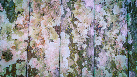 Decorative weathered wood fence with chipped paint and colorful mossの写真素材