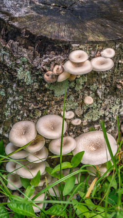 stump of white oyster mushroom grow on trunk of death treeの写真素材
