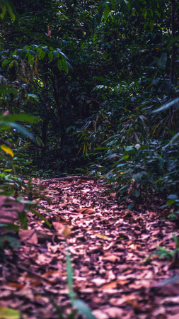 pathway surrounded by dry leaves in the forestの写真素材