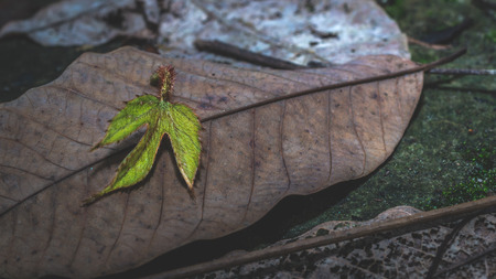 fallen fresh green leaf on brown dry leaf; change conceptの写真素材