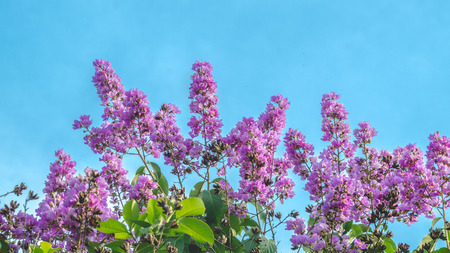 Lagerstroemia speciosa flowerの写真素材