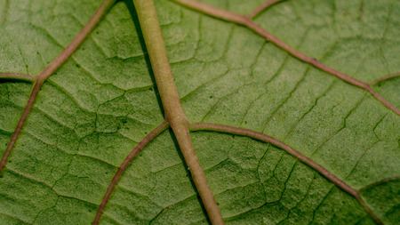 detail macro of green leaf vein textureの写真素材