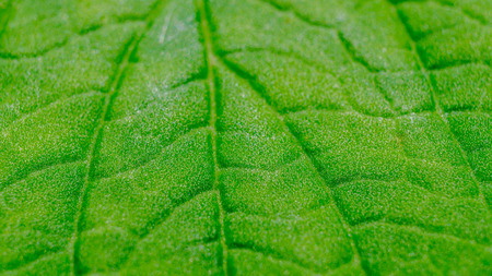 detail macro of green leaf vein textureの写真素材