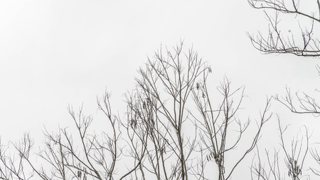 branches of the tree with few leaves on autumn isolated with grey skyの写真素材
