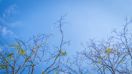 branches of the tree with few leaves on autumn isolated with blue skyの写真素材