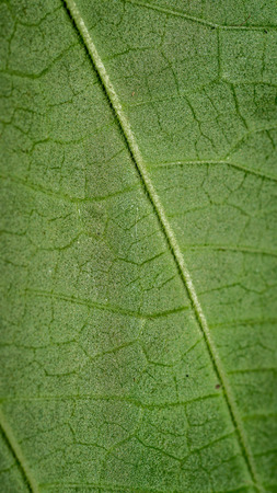 detail macro of green leaf vein textureの写真素材
