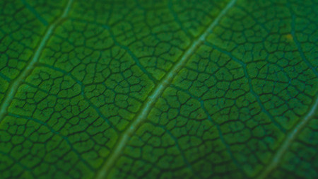 Green leaf vein texture. Macro view of leaf texture. natural texture backgroundの写真素材