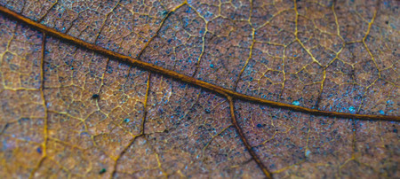 Dry leaf vein detail. Macro of leaf texture, natural texture backgroundの写真素材