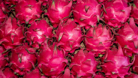 Stack of red dragon fruit pitaya in the fresh marketの写真素材