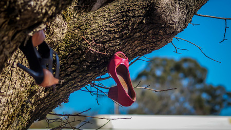 shoes nailed in the treeの写真素材