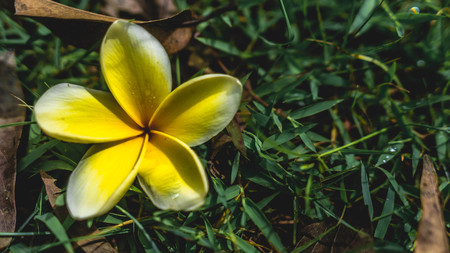 yellow plumeria flower fell on the green grass. time conceptの写真素材