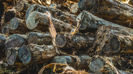 stack of acacia wood / timber in the log yardの写真素材