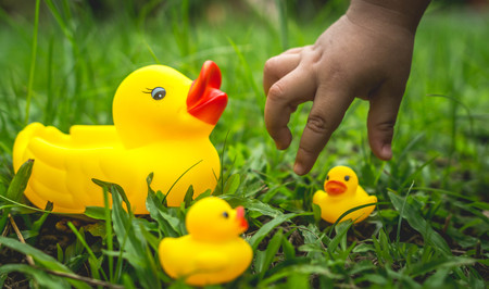 yellow rubber duck and ducklings on the grass. Nurture and parenting conceptの写真素材