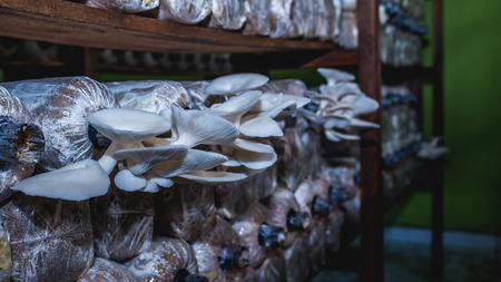 white oyster mushroom farming, indoor. selective focusの写真素材