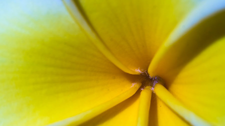 detail closeup of yellow Plumeria flower petalの写真素材